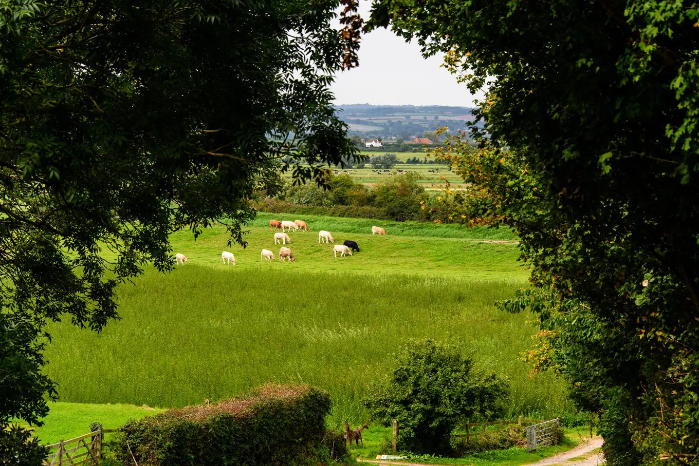 somerset levels